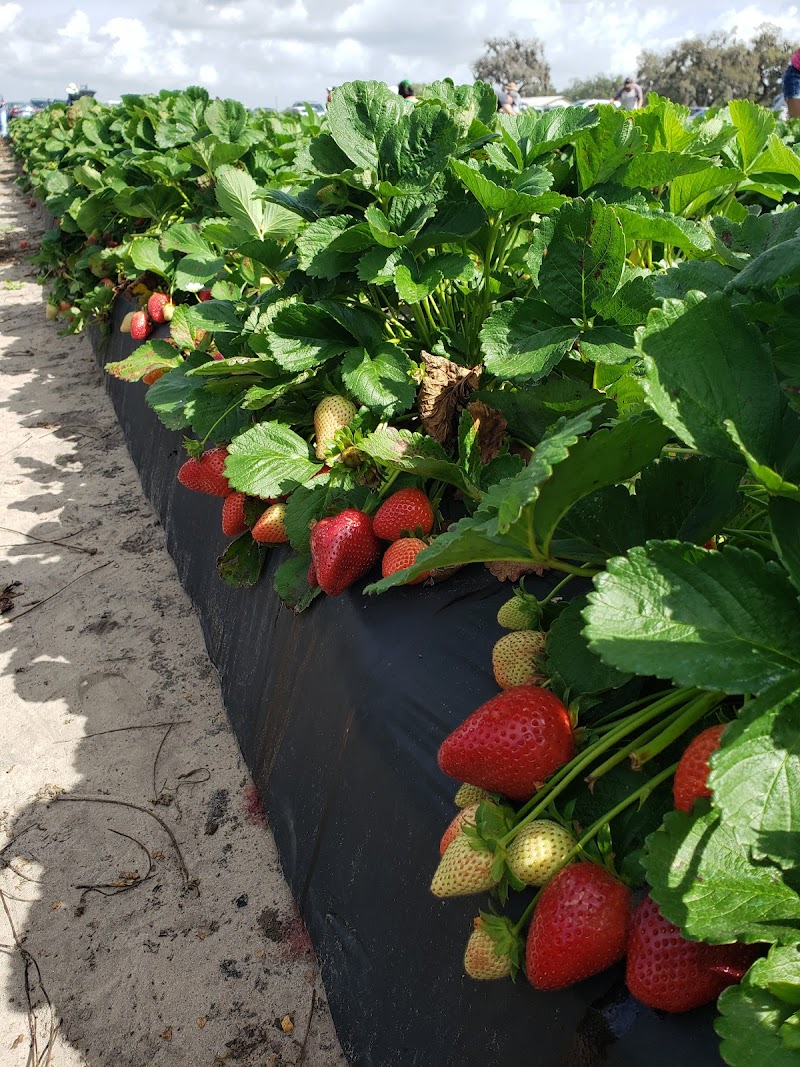 Spivey Farms photo 2