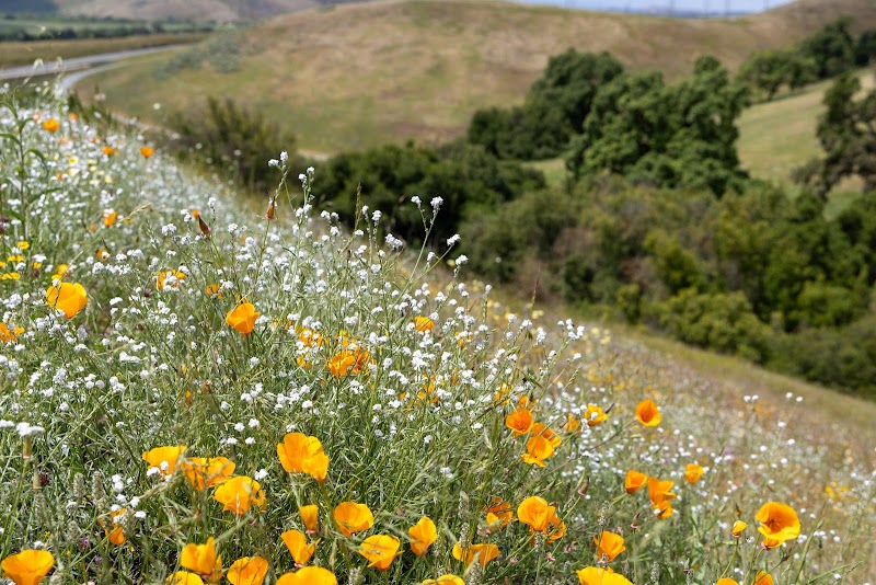 Photo of Máyyan 'Ooyákma – Coyote Ridge Open Space Preserve