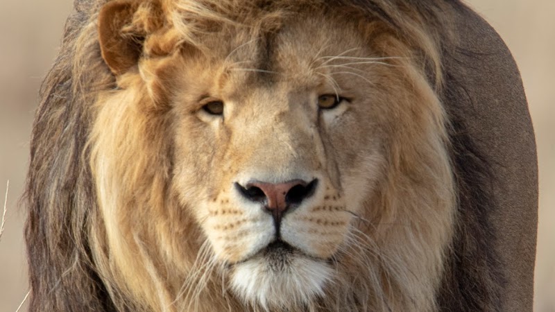 Photo of The Wild Animal Sanctuary