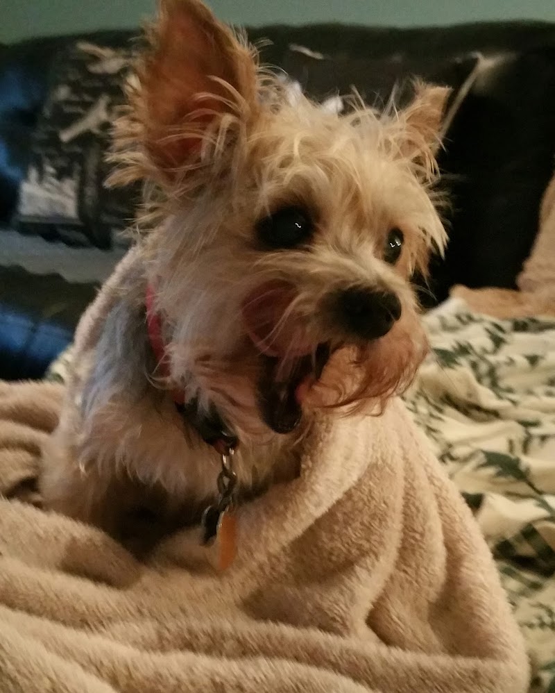 Pasco Professional Pet Sitter photo 2