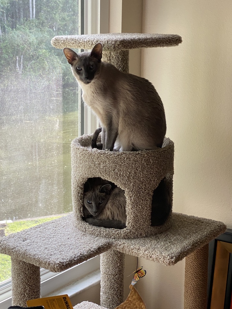 Pasco Professional Pet Sitter photo 5