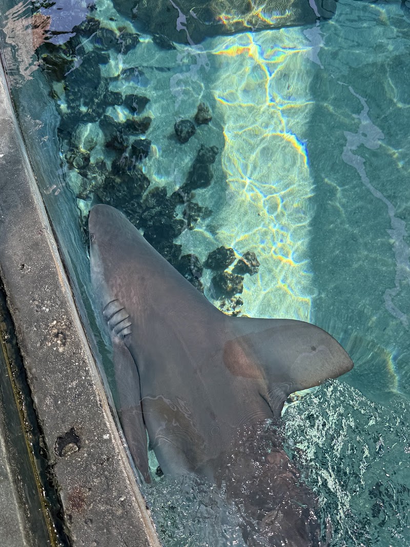 Shark Lagoon photo 5