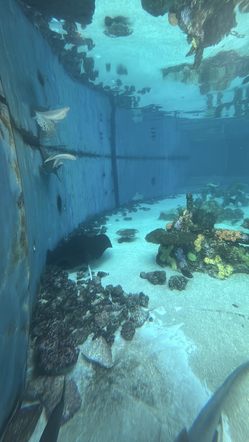 Shark Lagoon photo 2