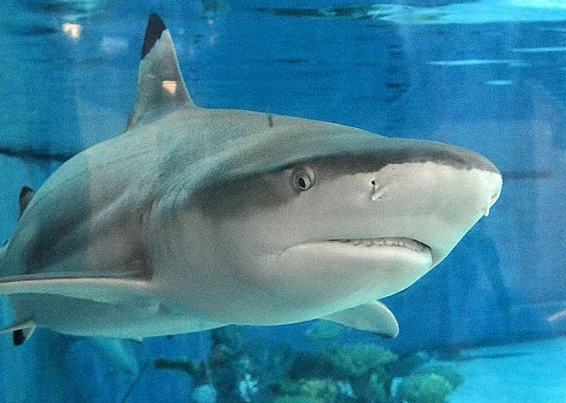 Photo of Shark Lagoon