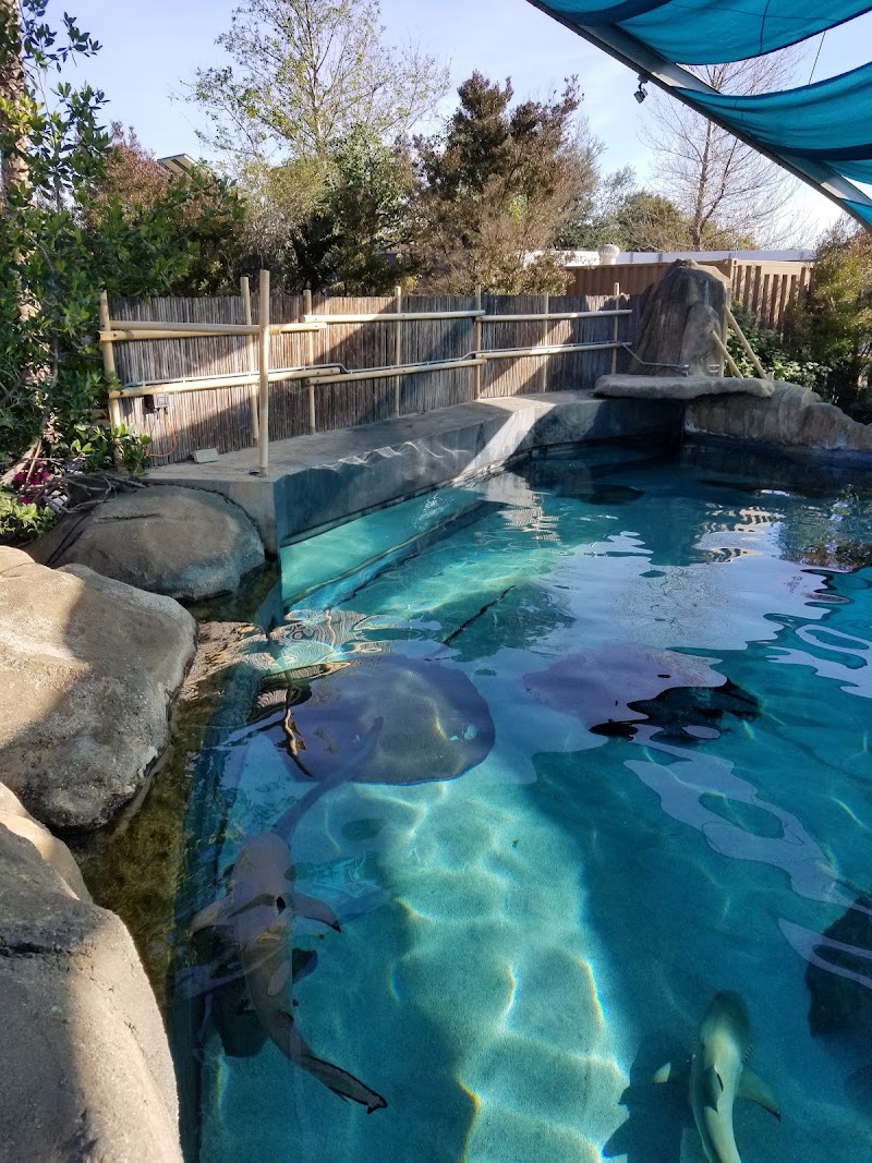 Shark Lagoon photo 4
