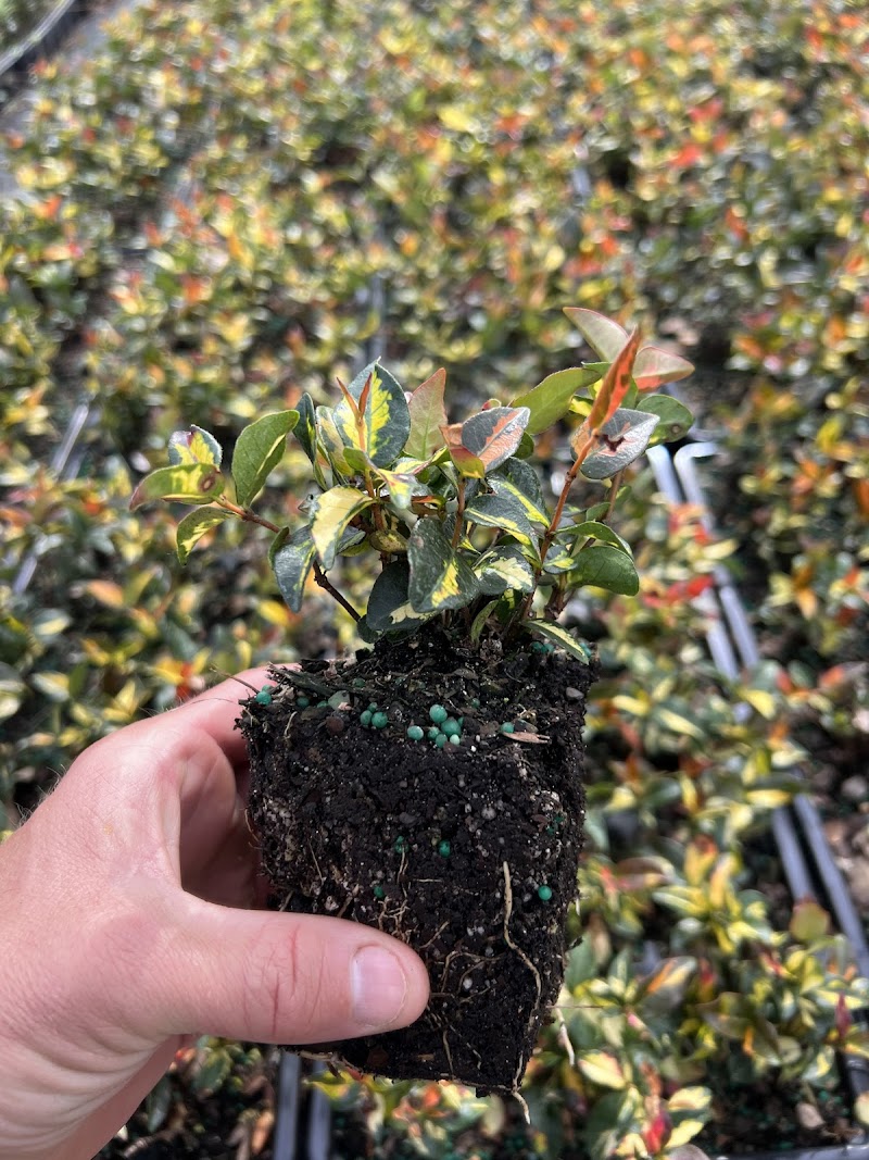 ProGrowers photo 3
