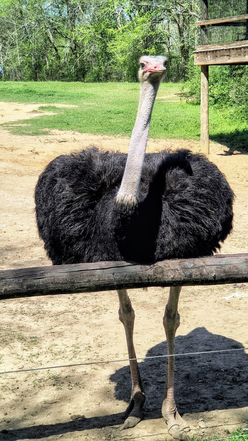Zoosiana photo 5