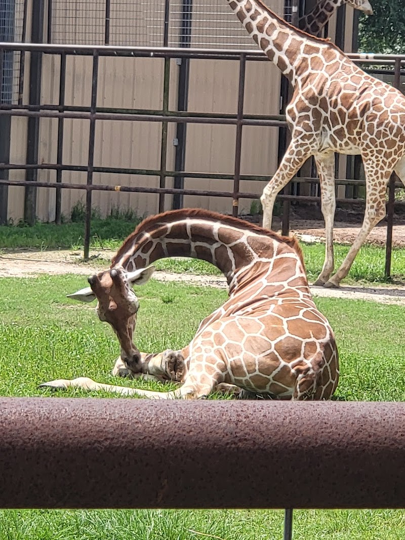 Photo of Zoosiana
