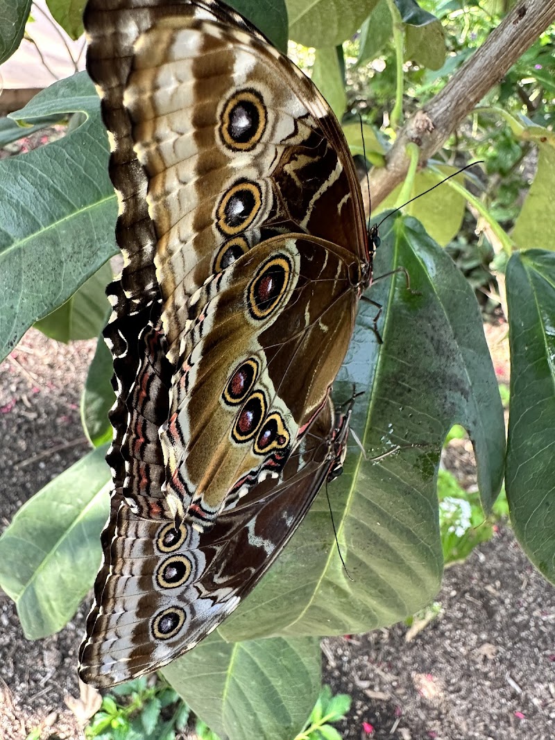 Butterfly Wonderland photo 5