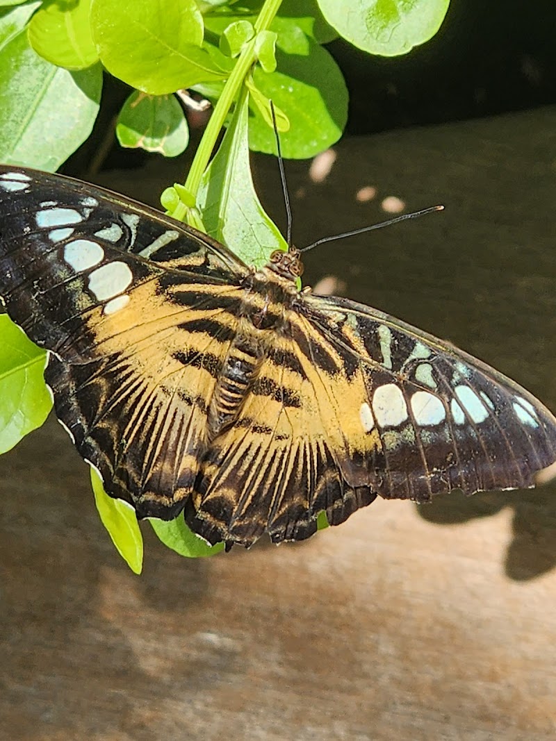 Butterfly Wonderland photo 3