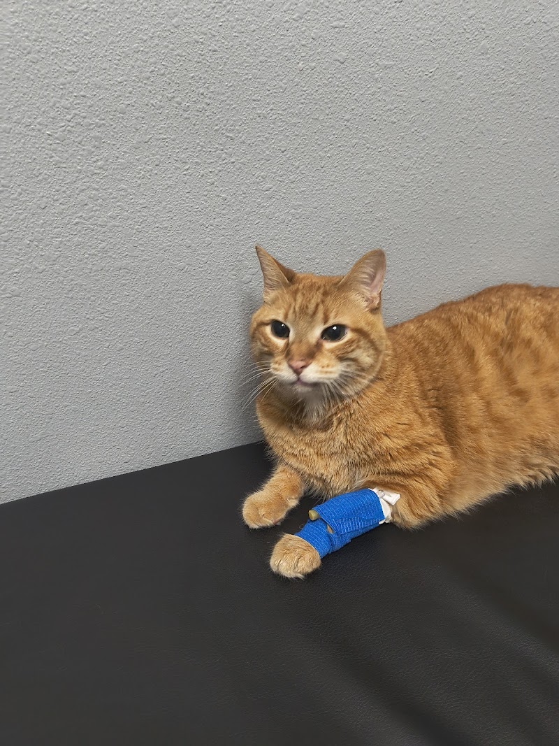 The Vet Clinic of Palm Harbor photo 3