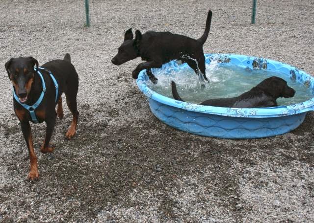 Photo of Almost Home Doggie Daycare