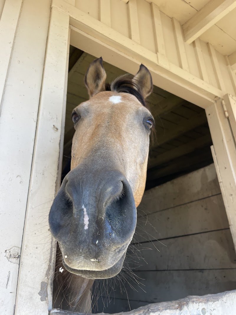Peninsula Equestrian Academy photo 4
