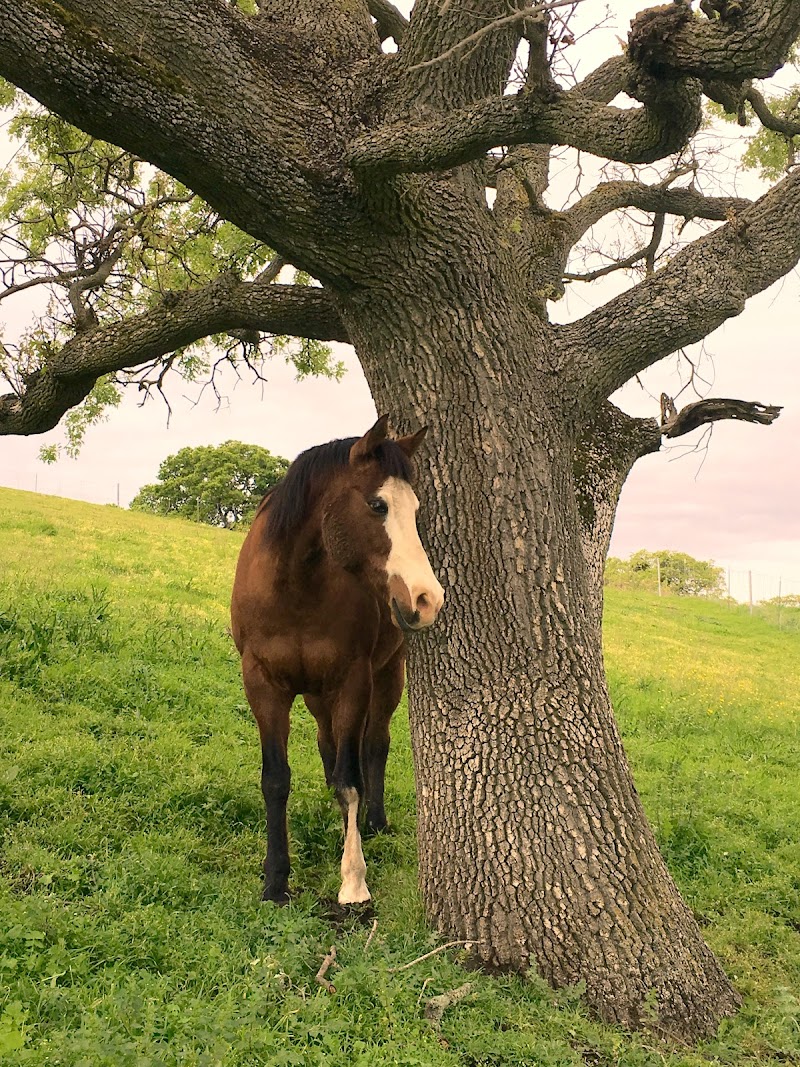 Peninsula Equestrian Academy photo 3