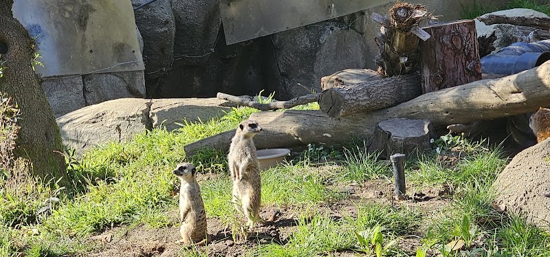 Chimpanzees photo 5