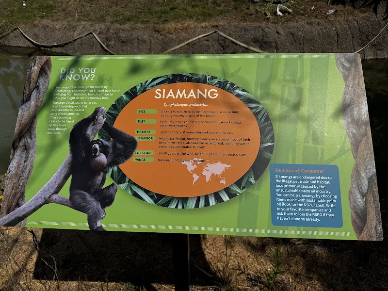 Chimpanzees photo 3