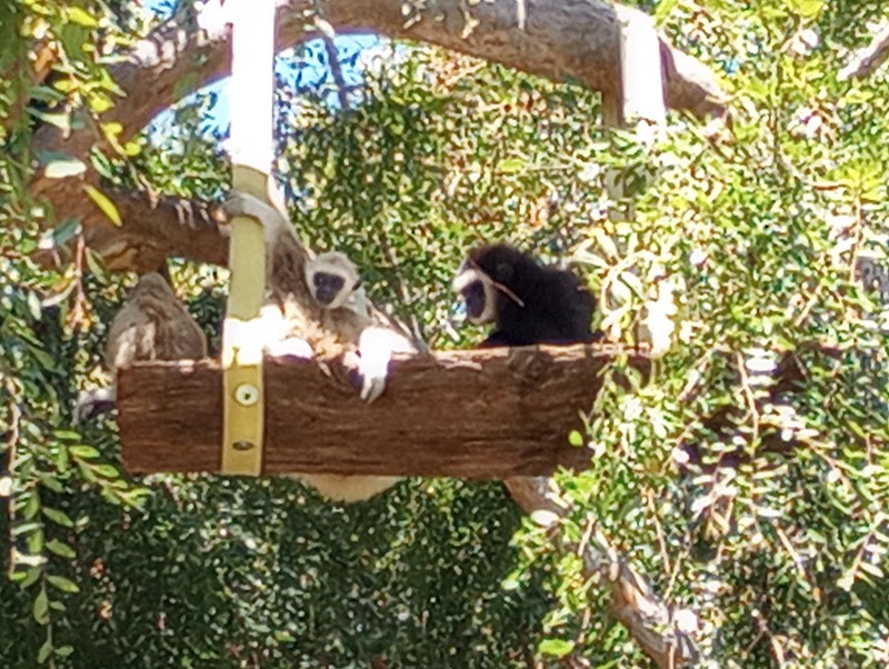 Chimpanzees photo 4