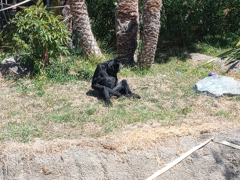 Chimpanzees photo 2