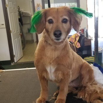 TLC Pet Grooming photo 5