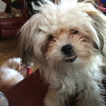 TLC Pet Grooming photo 3
