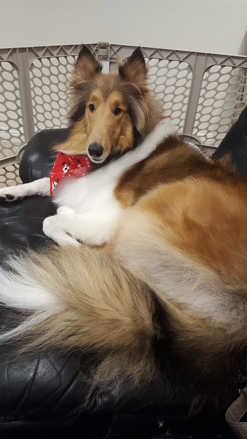 Photo of TLC Pet Grooming