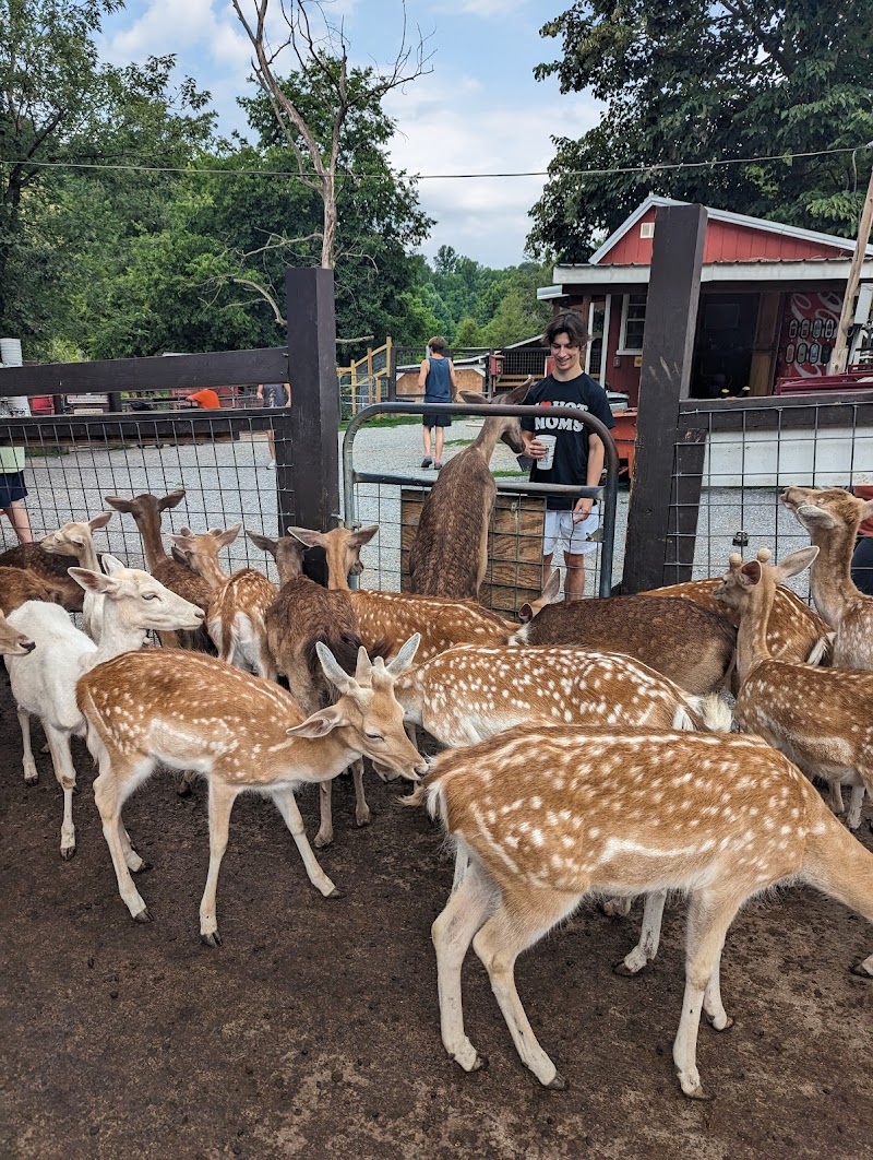 Smoky Mountain Deer Farm and Exotic Petting Zoo photo 2