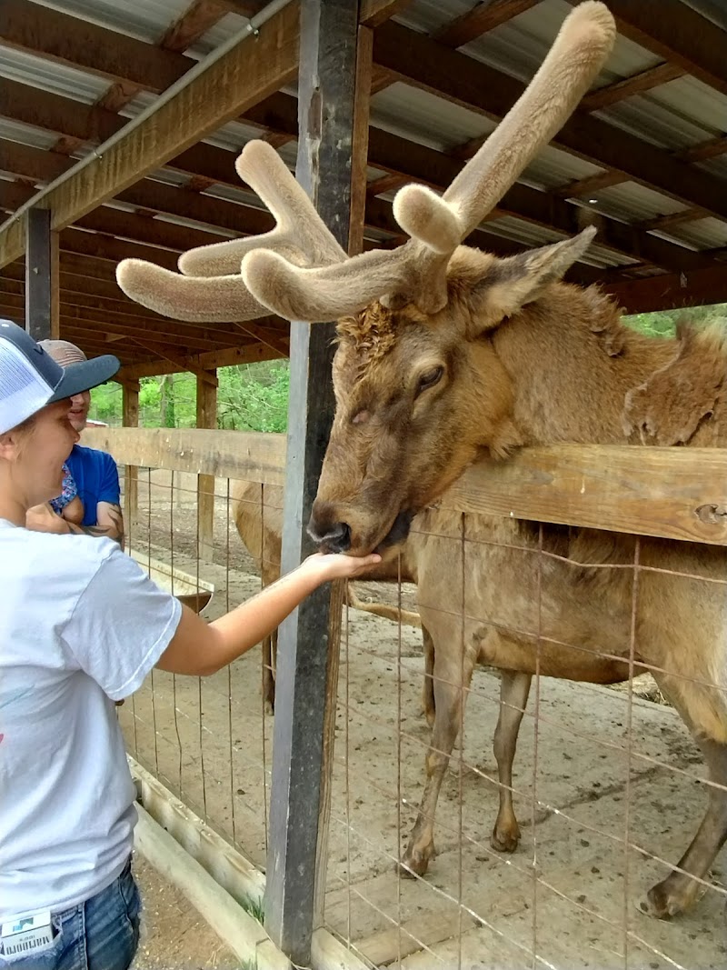 Smoky Mountain Deer Farm and Exotic Petting Zoo photo 5