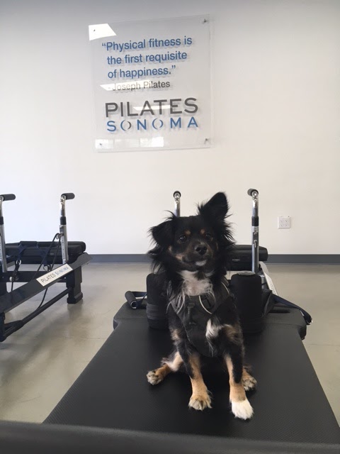 Pilates Sonoma photo 3