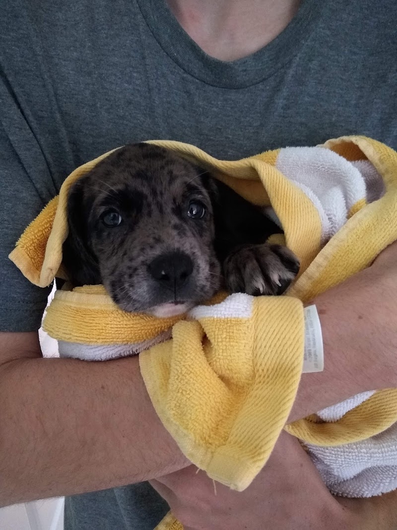 Valrico Animal Clinic photo 3