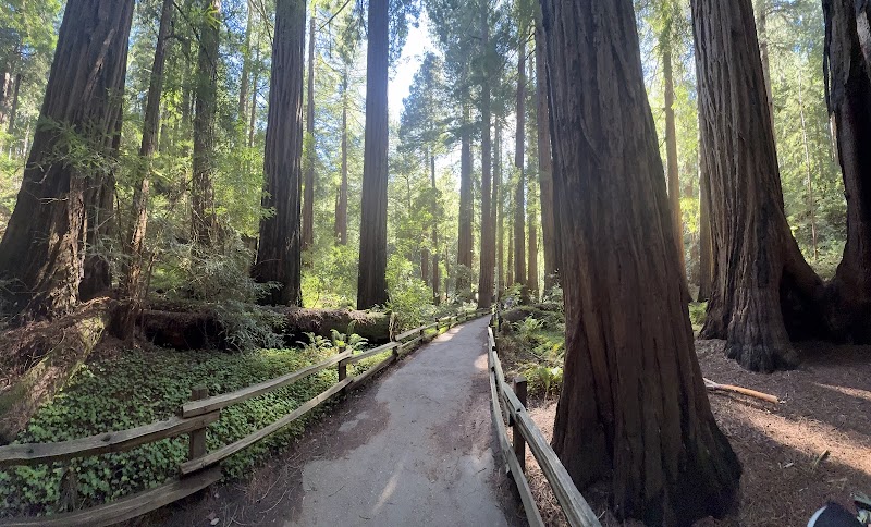 SF EXCURSIONS - Muir Woods Tours / Alcatraz Tours photo 2