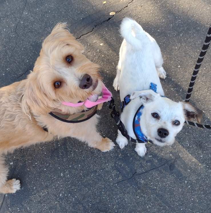 Good Dogs Pet Sitting LLC photo 4
