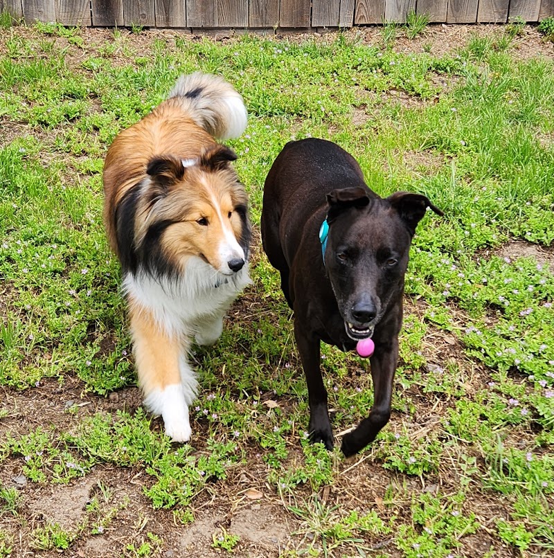 Good Dogs Pet Sitting LLC photo 2