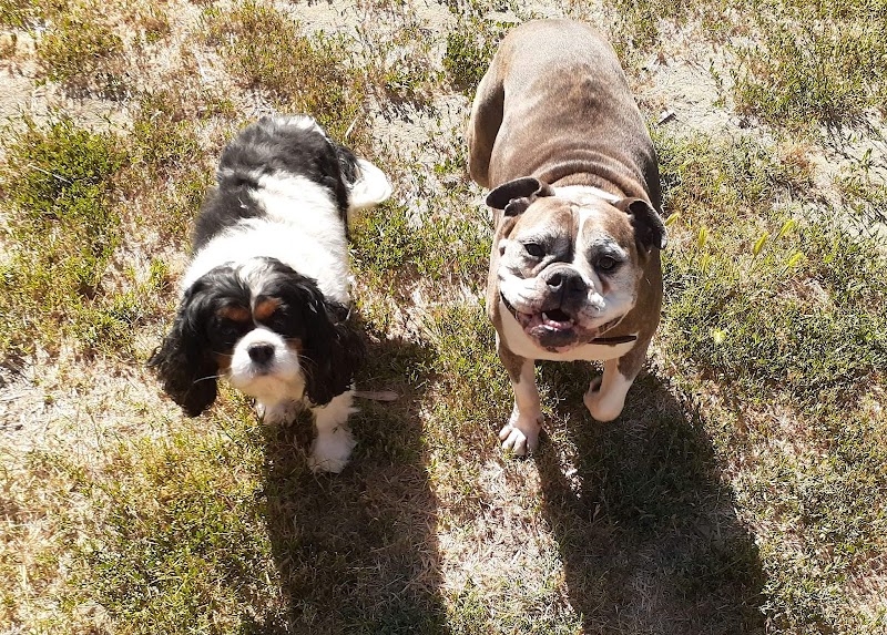 Good Dogs Pet Sitting LLC photo 3