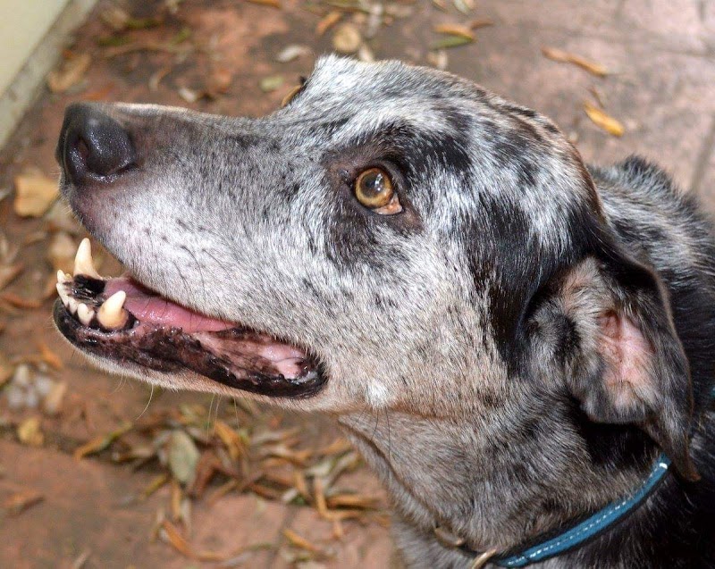 Photo of Good Dogs Pet Sitting LLC