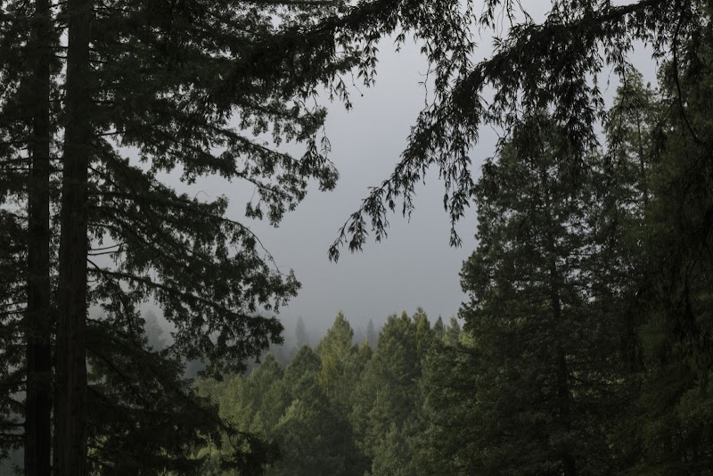 Redwood Village photo 3