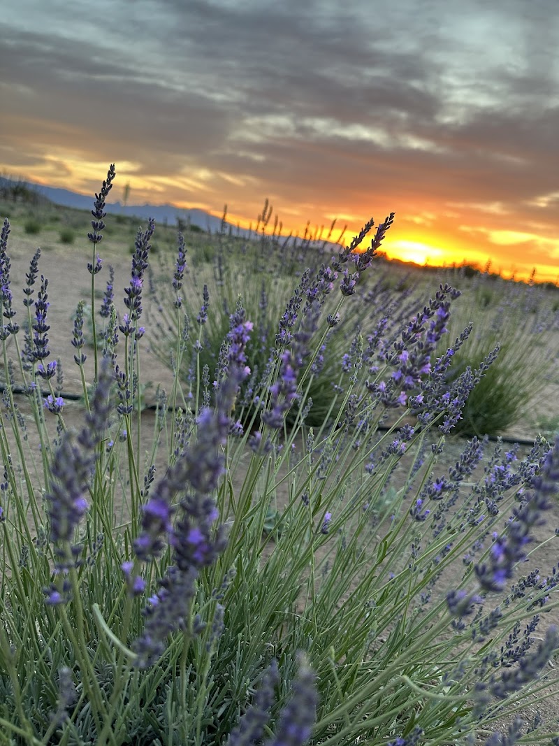 Yaqui Hideout Lavender Farm photo 3