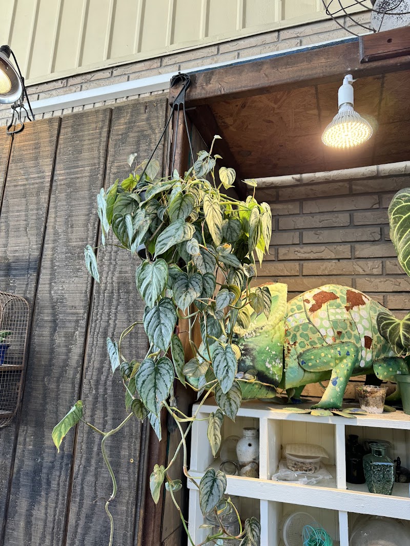 Photo of The Rustic Jungle