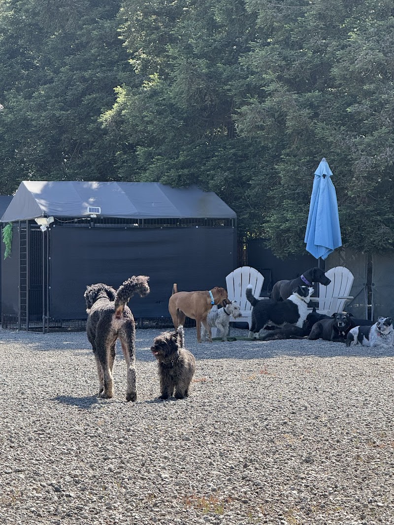 Doggie Style Pet Resort photo 2