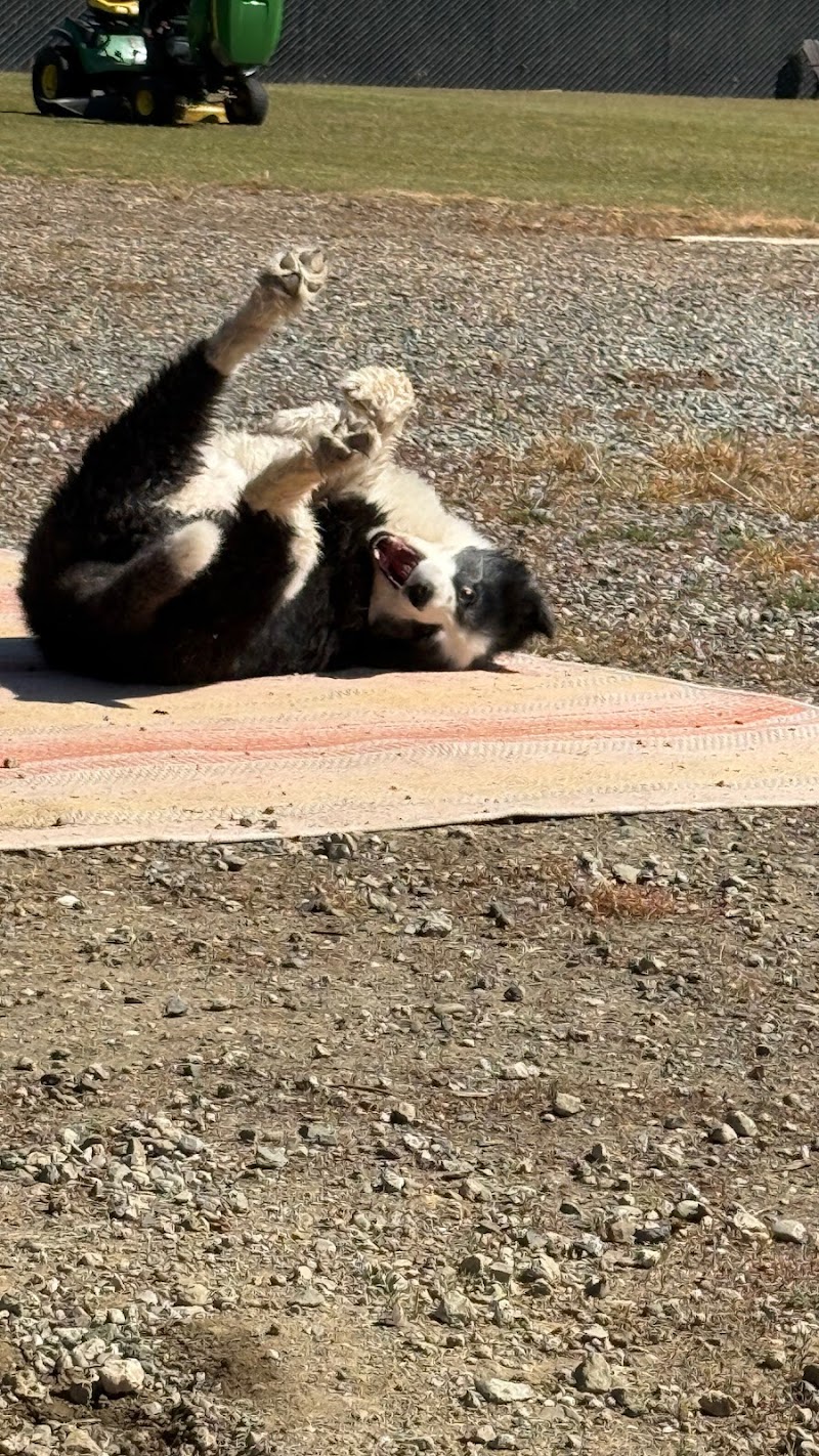Doggie Style Pet Resort photo 5