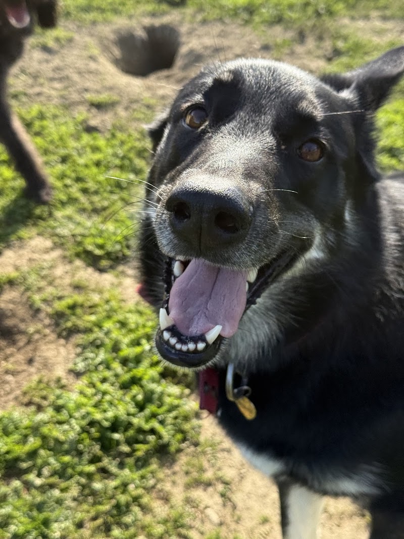 Doggie Style Pet Resort photo 4