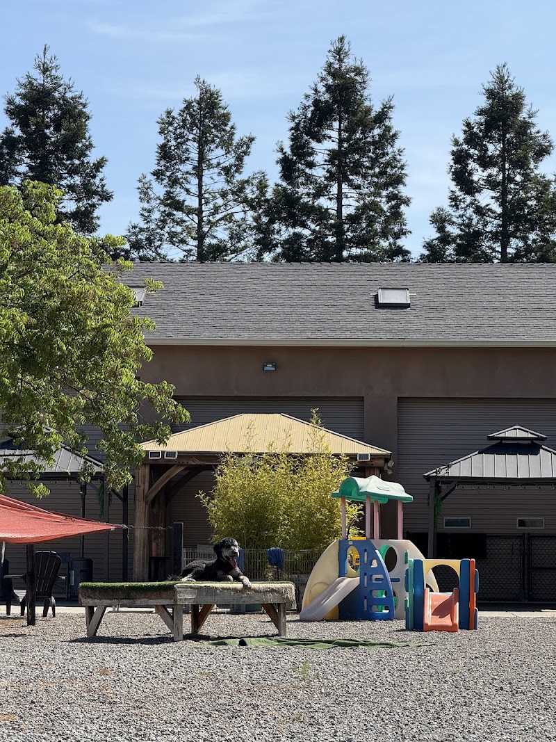 Doggie Style Pet Resort photo 3