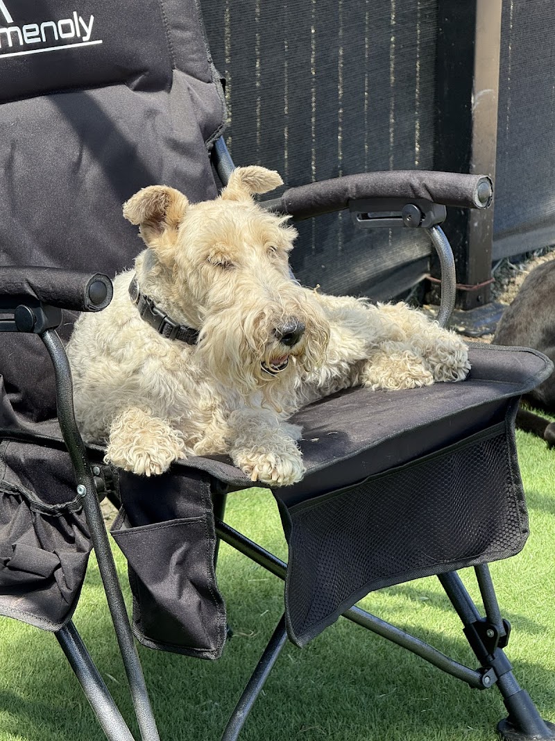 Photo of Doggie Style Pet Resort