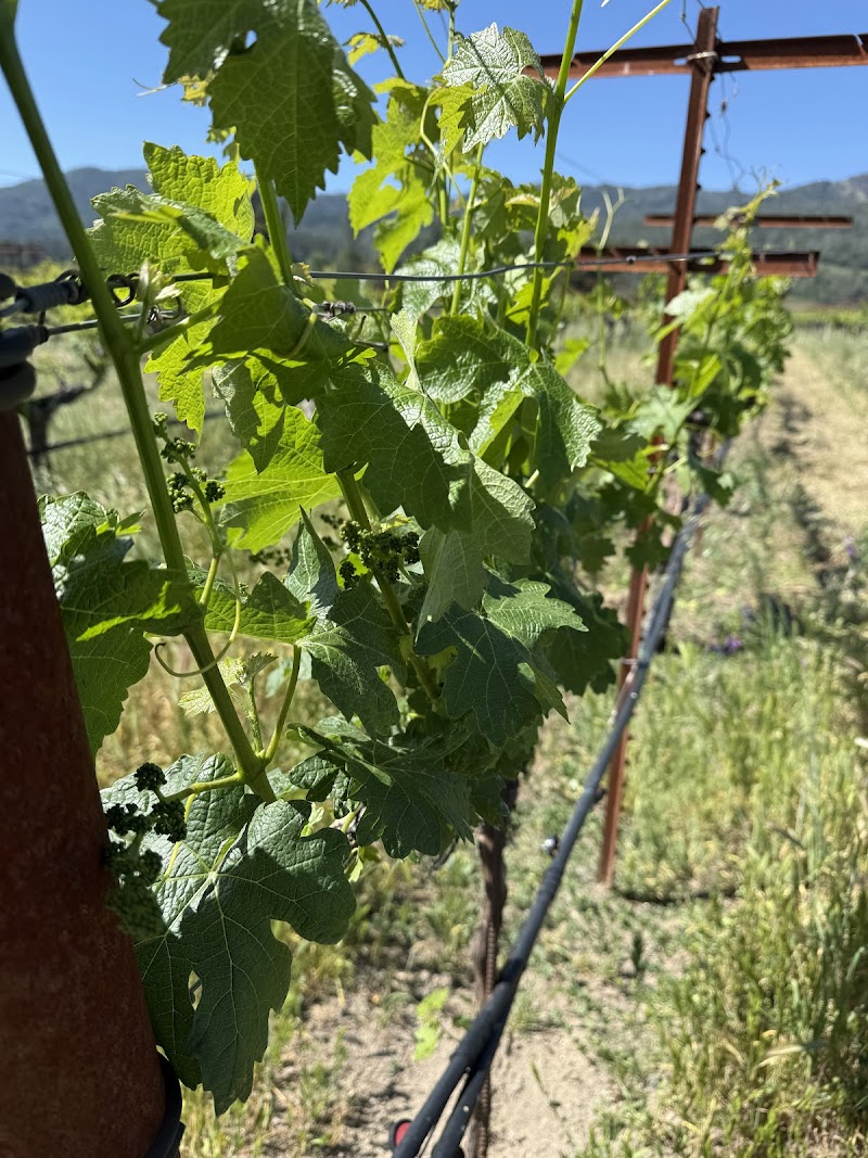 Corison Winery photo 2