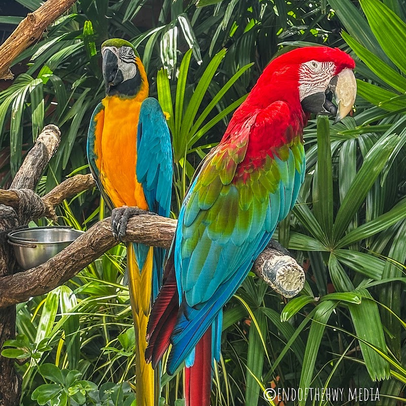 Discovery Cove photo 4