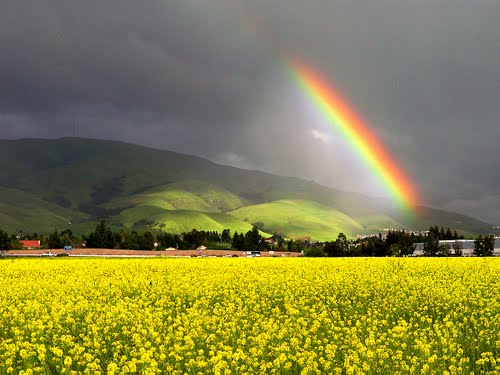 Weichert Rainbow photo 3