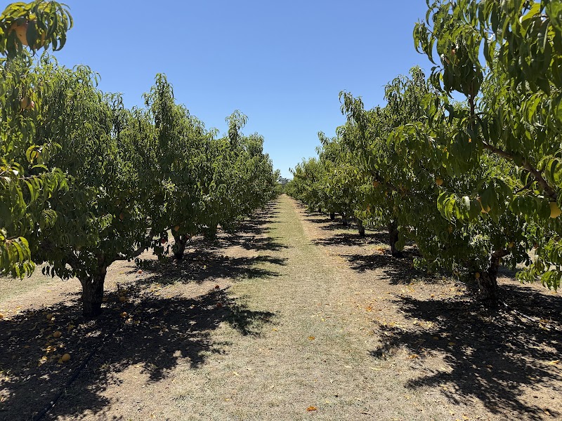 Photo of Wolfe Ranch Peaches