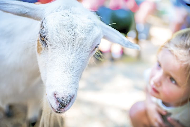 Photo of Green Meadows Petting Farm