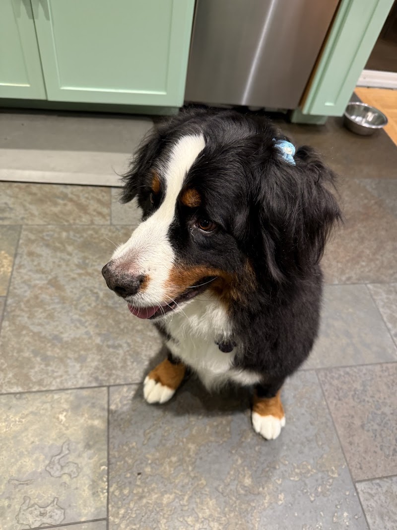 Ziggy Mobile Pet Grooming photo 2
