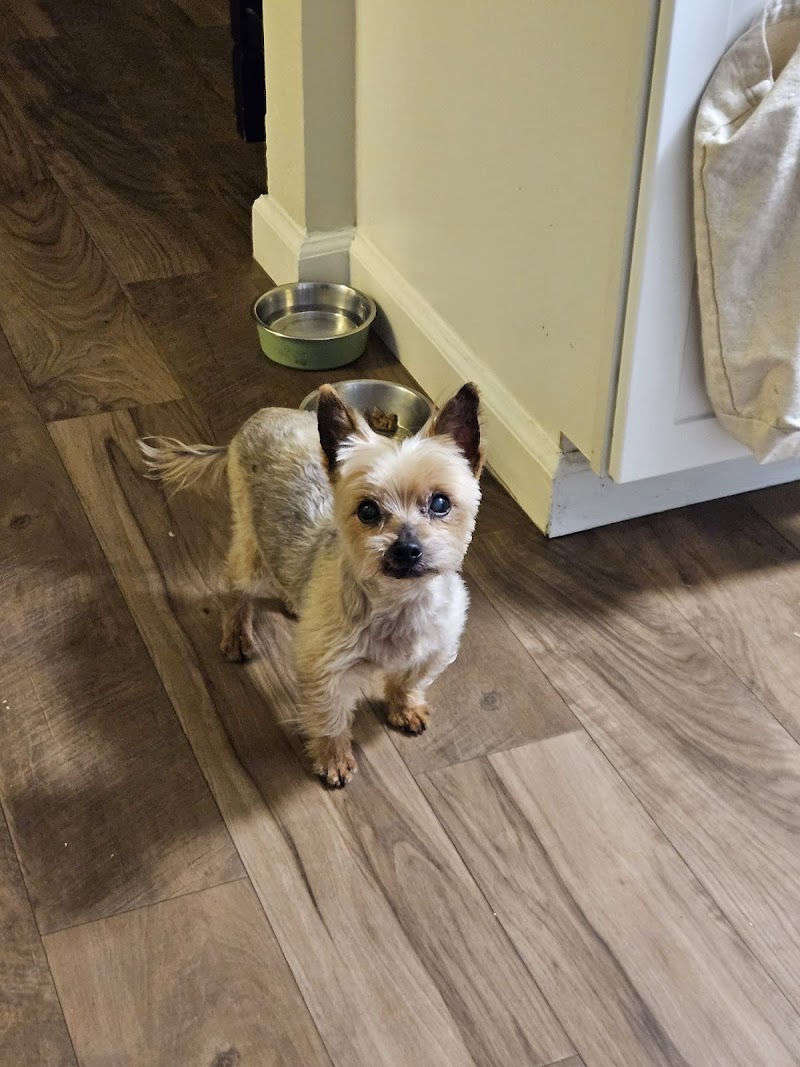 Ziggy Mobile Pet Grooming photo 3