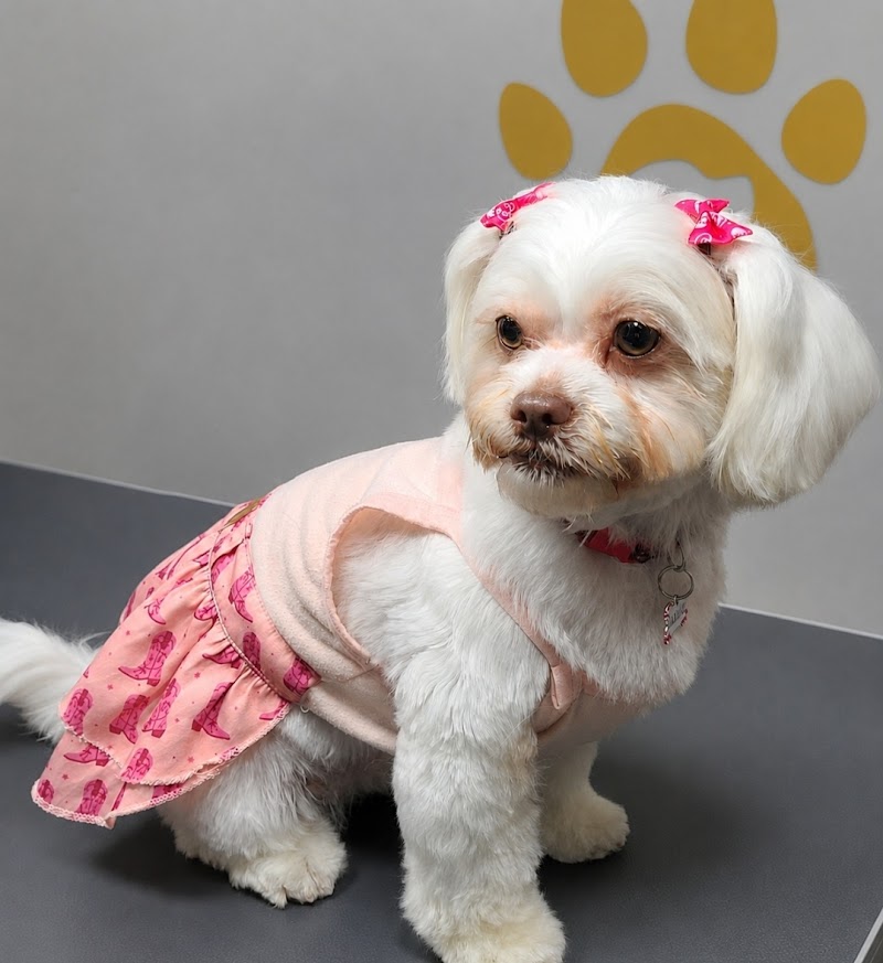 Photo of Ziggy Mobile Pet Grooming & Bath